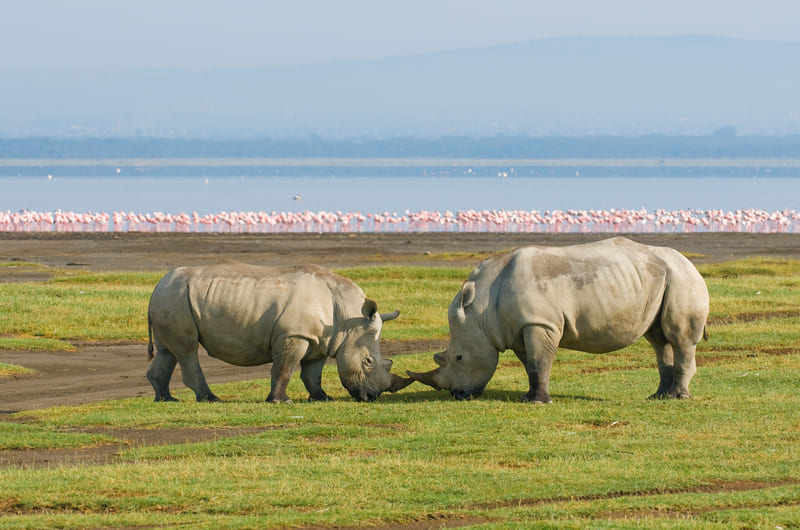 KENYA EXPLORE SAFARI