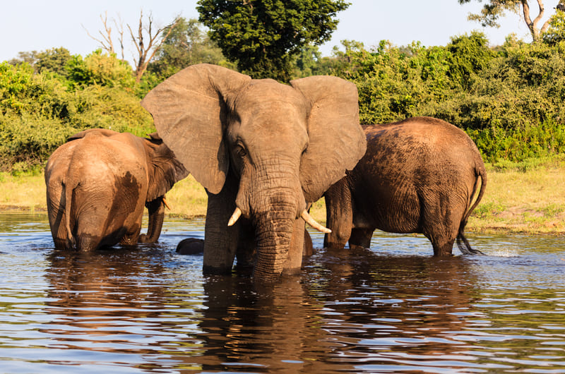 MAJESTIC SOUTHERN AFRICA