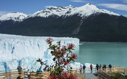 EL CALAFATE 