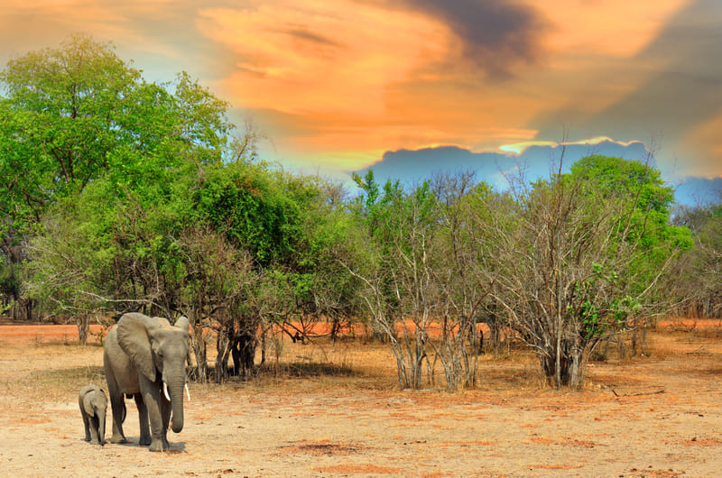 AFRICAN EXPEDITION