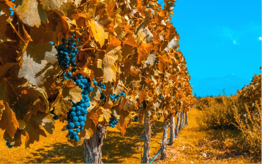 MENDOZA’S WINE COUNTRY GETAWAY
