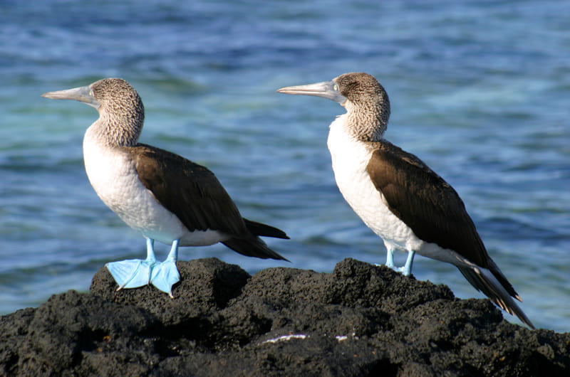 CRUISING THE GALAPAGOS ISLANDS-SANTA CRUZ II