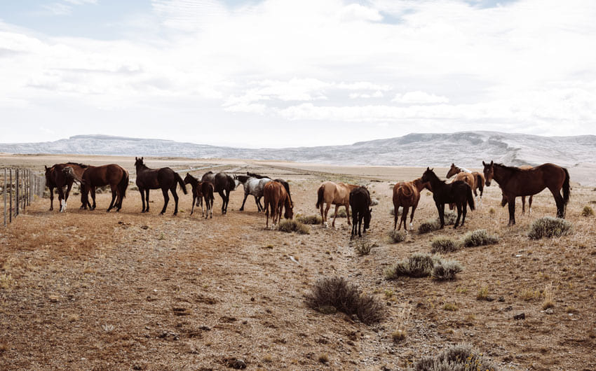 EL CALAFATE GETAWAY