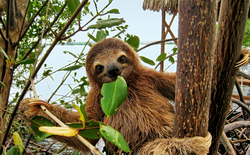 JUNGLE ADVENTURE