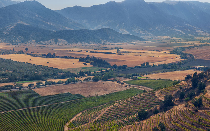 CHILEAN WINES & MORE
