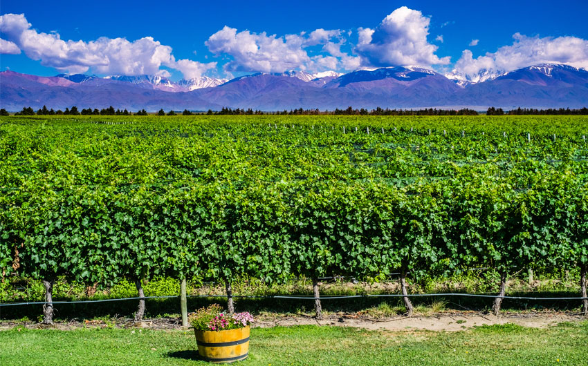 THE WINES, THE CITY & THE FALLS