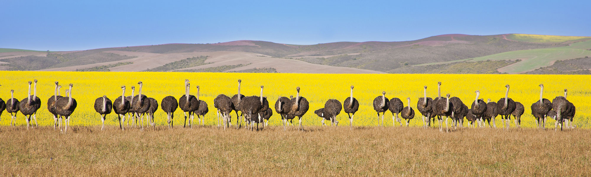 South Africa experiences