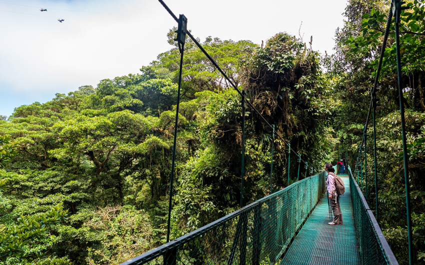 WELCOME TO THE RAINFOREST